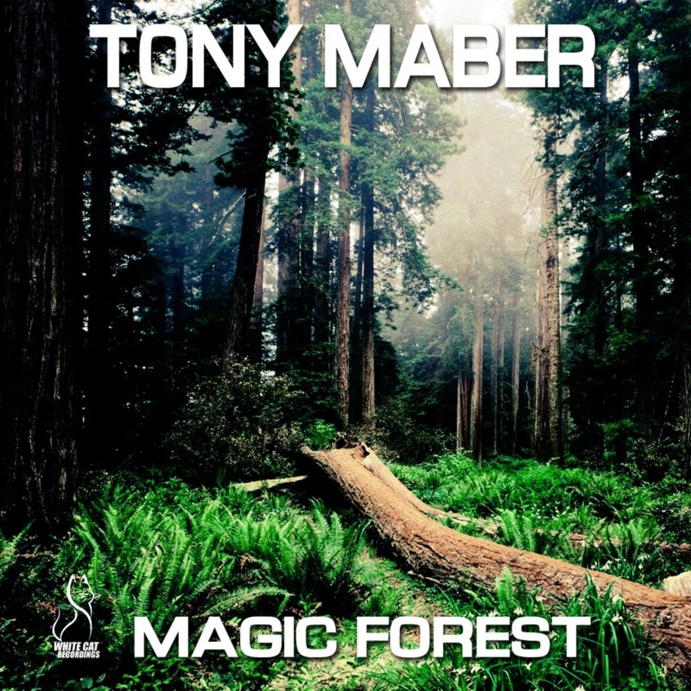 Picture of Magic Forest