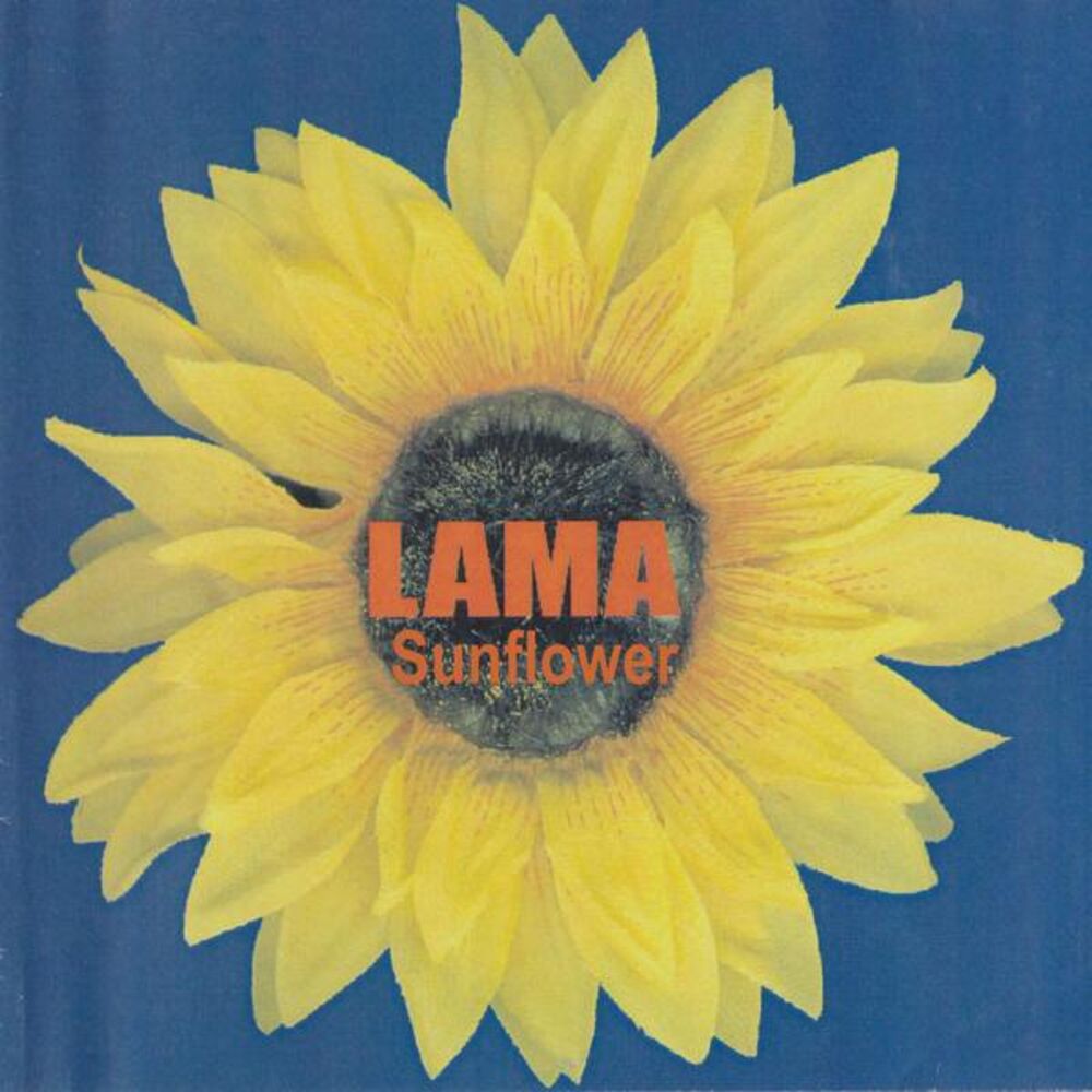 Picture of Sunflower