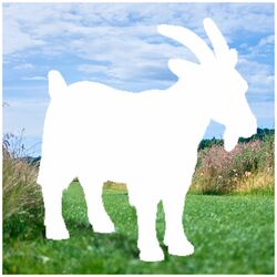 Cover of Kein Bock