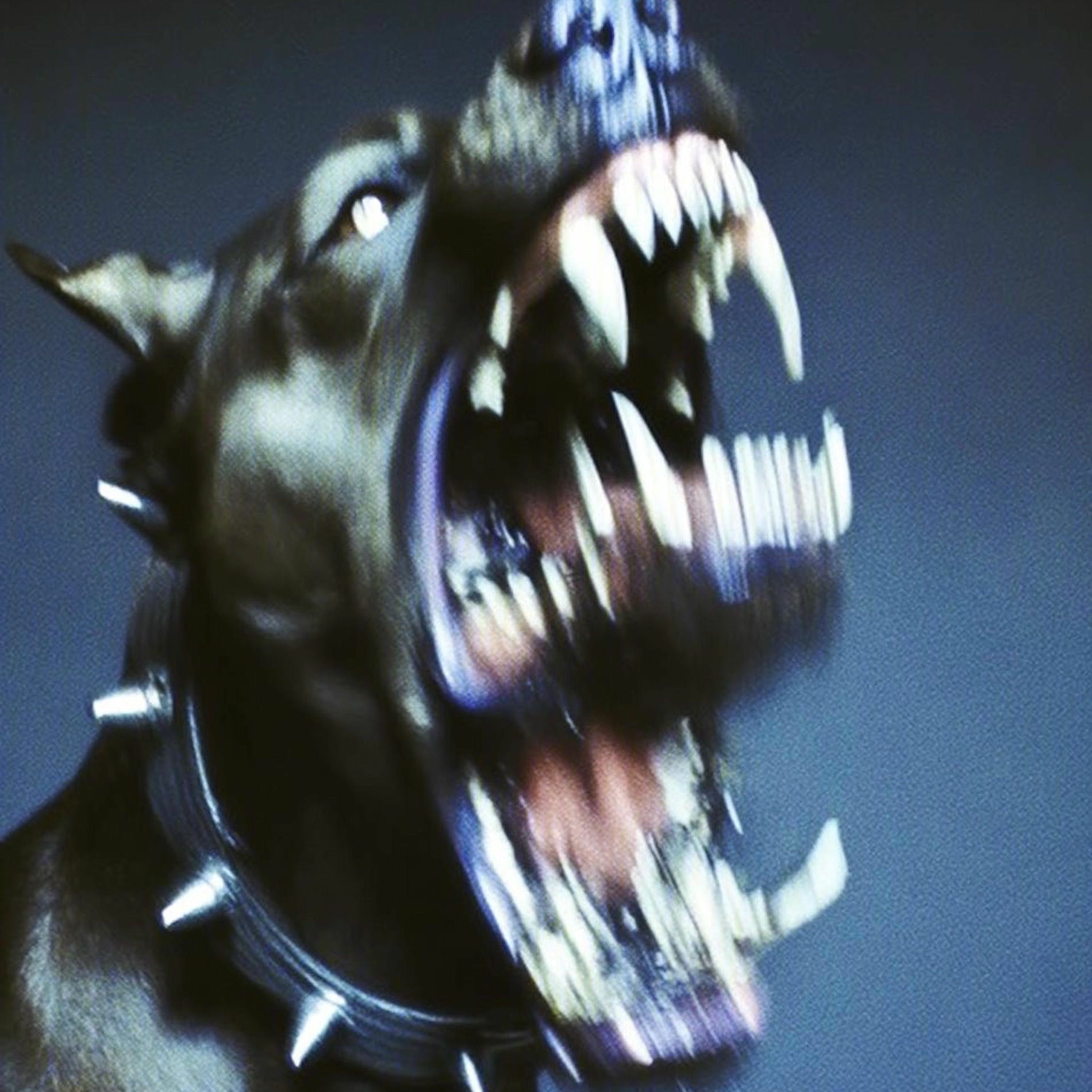 Album cover of War Dogs (feat. NiveK)