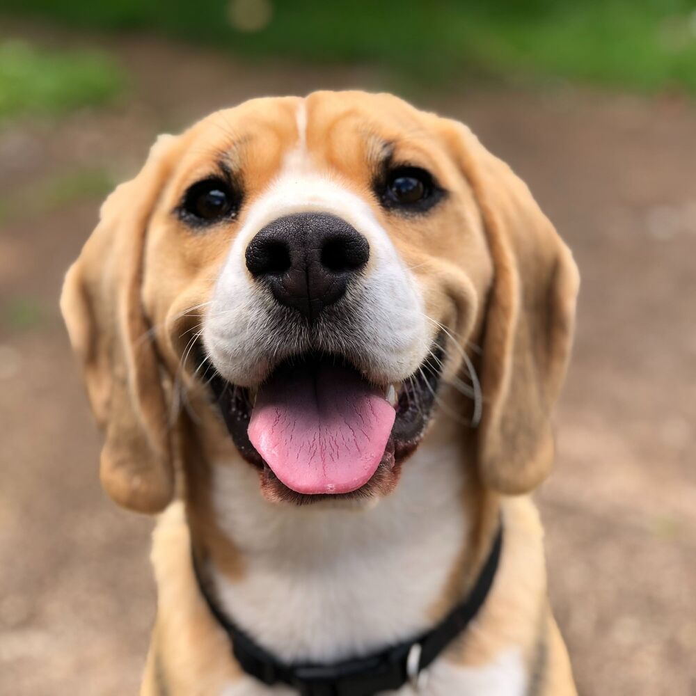 Picture of Dog Barks and Bliss: Serene Lofi Soundscapes of Furry Happiness