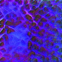 Cover of Forgotten me (Janus Rasmussen Remix)