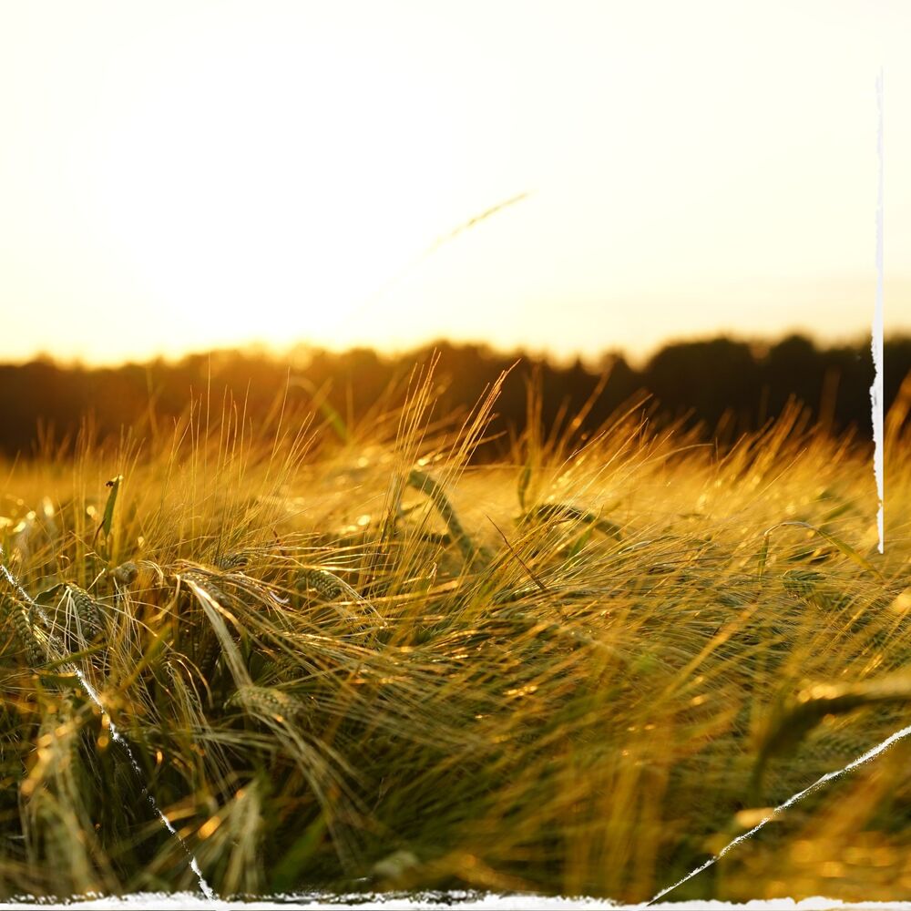 Picture of Endless Summer