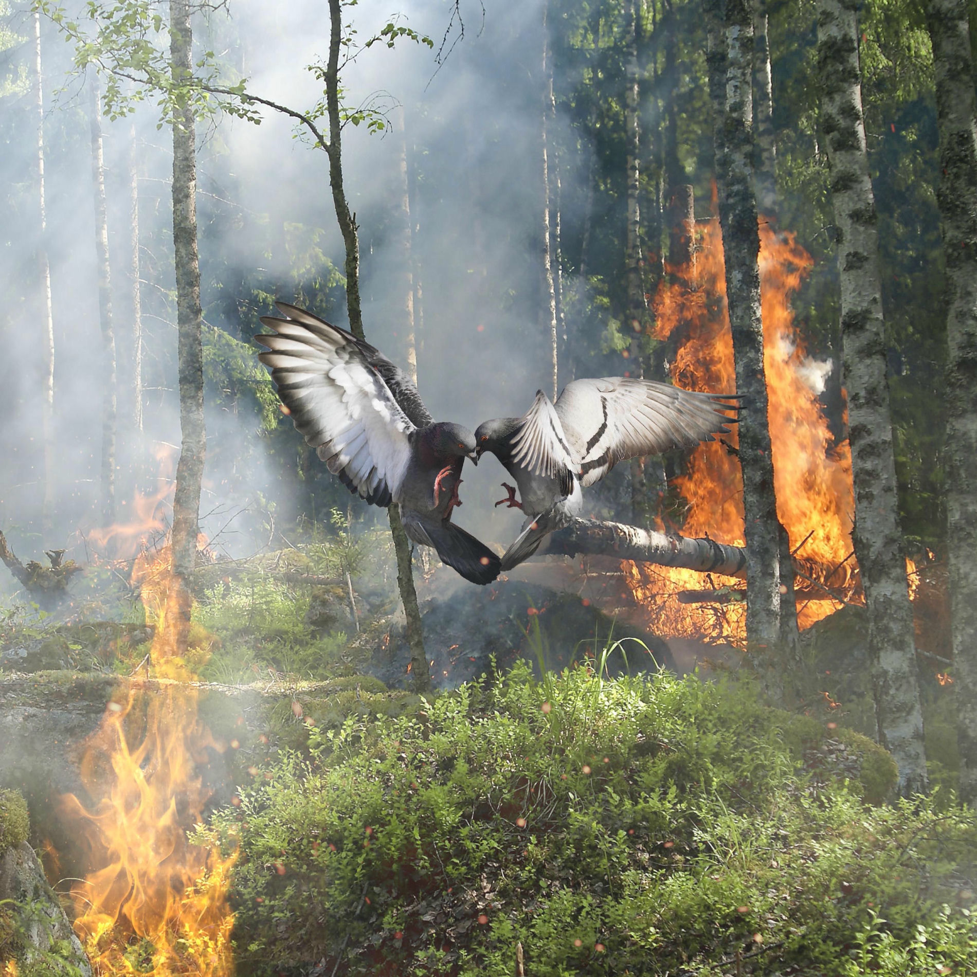 Album cover of CONTATTO