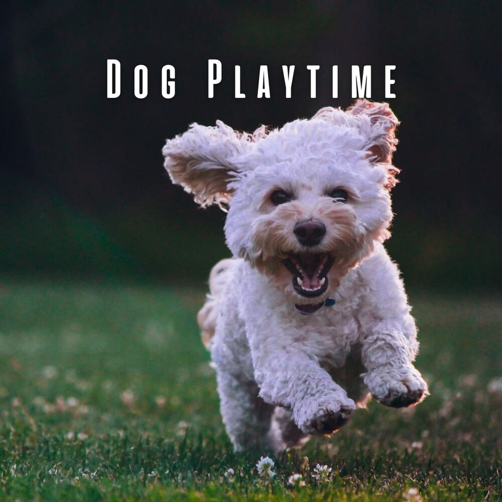 Picture of Dog Playtime: Happy Lofi Harmonies for Joyful Paws