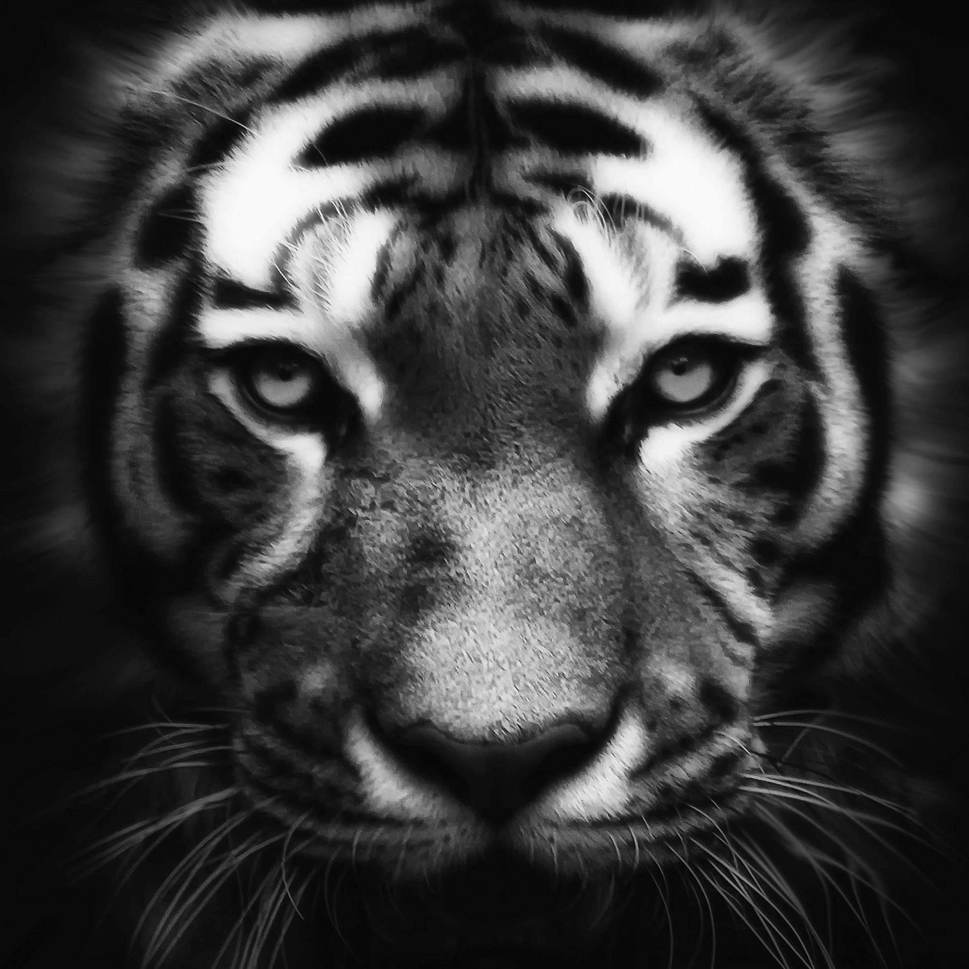 Album cover of Carnivores