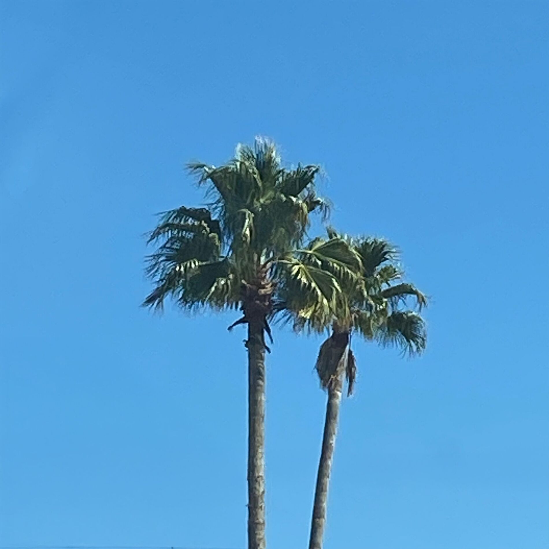 Album cover of backseat drive