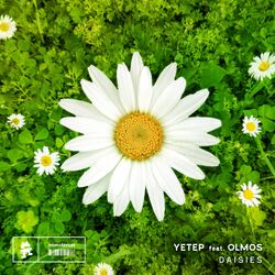 Cover of Daisies