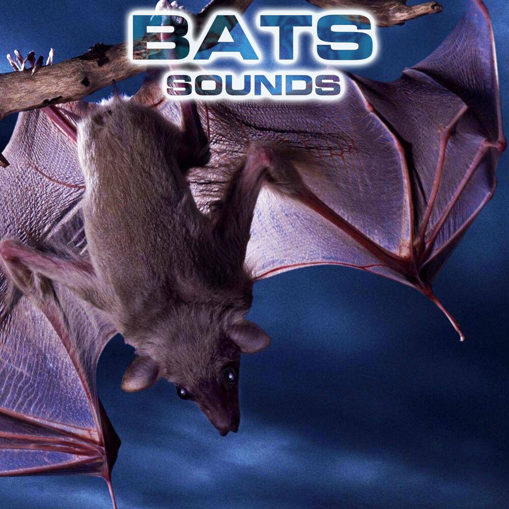 Picture of Bats Sounds (feat. National Geographic Soundscapes, Relaxing Nature Sound, Nature Sounds New Age, Soothing Baby Sounds, Soothing S