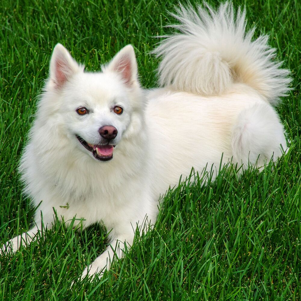 Picture of Jazz Serenade for Furry Tails: Harmonious Melodies for Dogs
