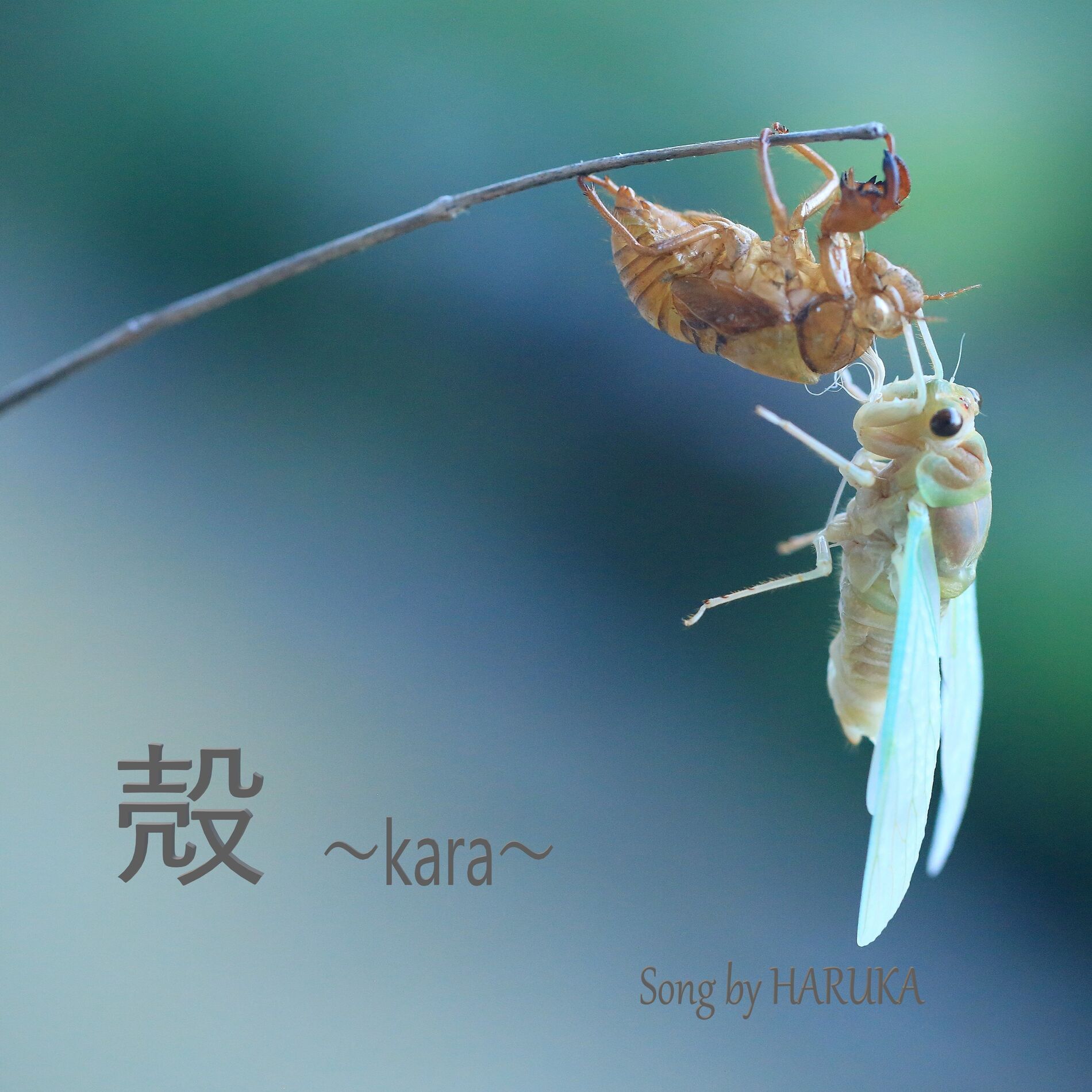 Album cover of Kara (feat. SARAH & LUCAS)