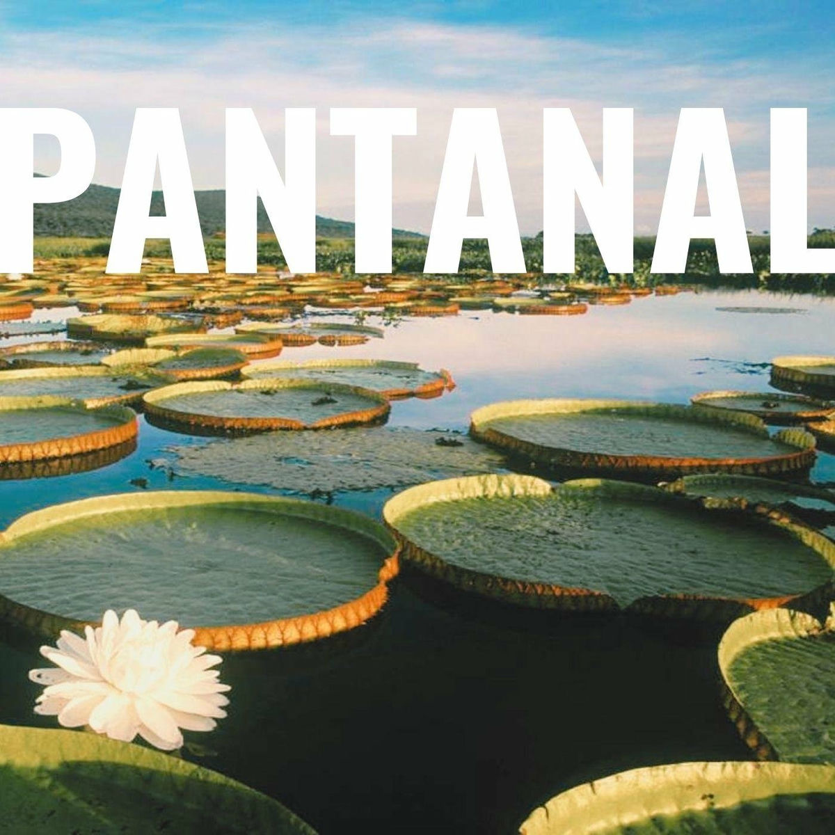 Album cover of Pantanal