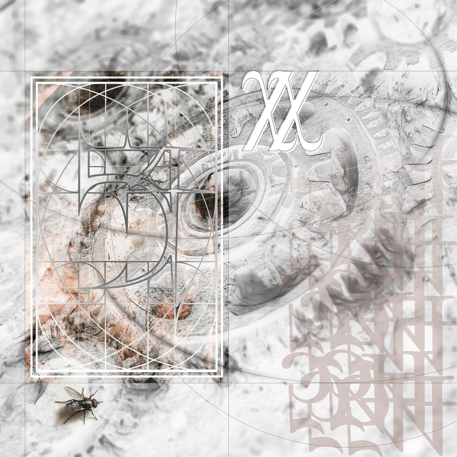 Album cover of Fractal