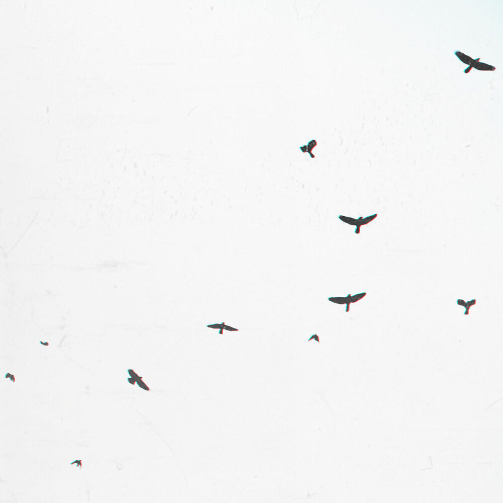 Picture of Fly