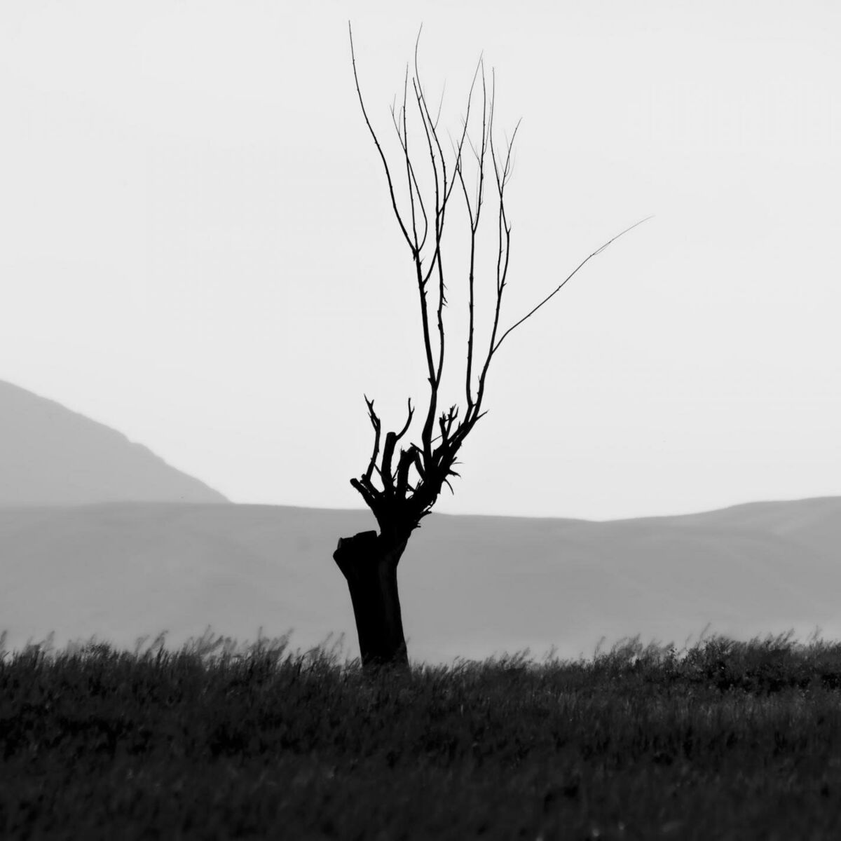 Album cover of Colourless