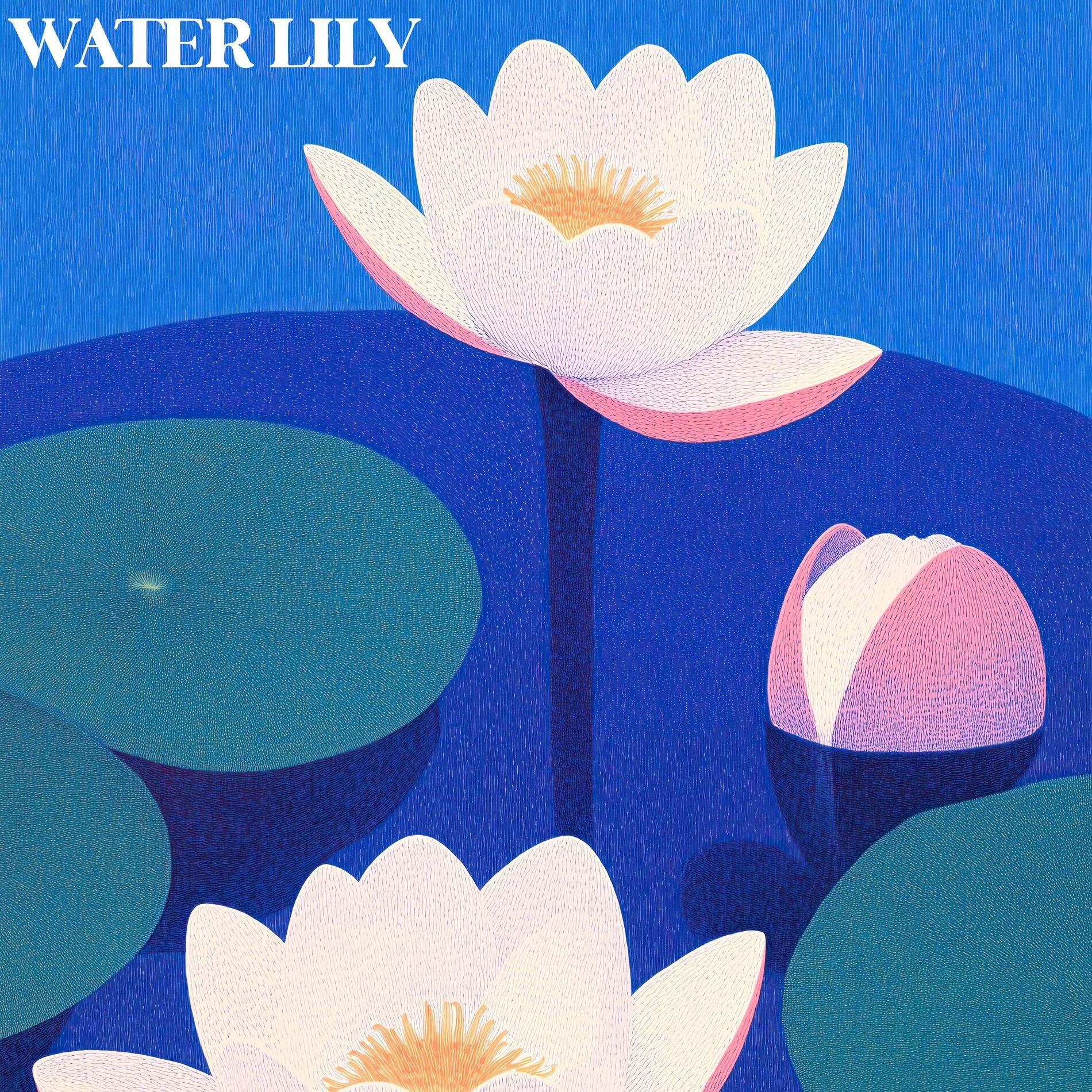 Album cover of Water Lily