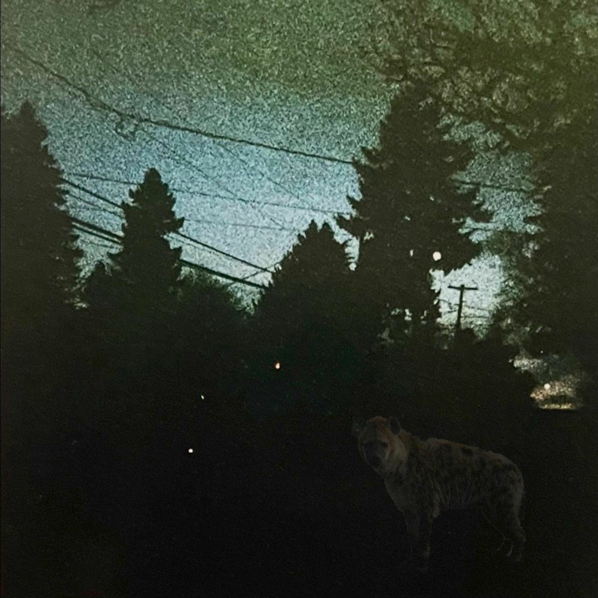 Album cover of Hyena Heart
