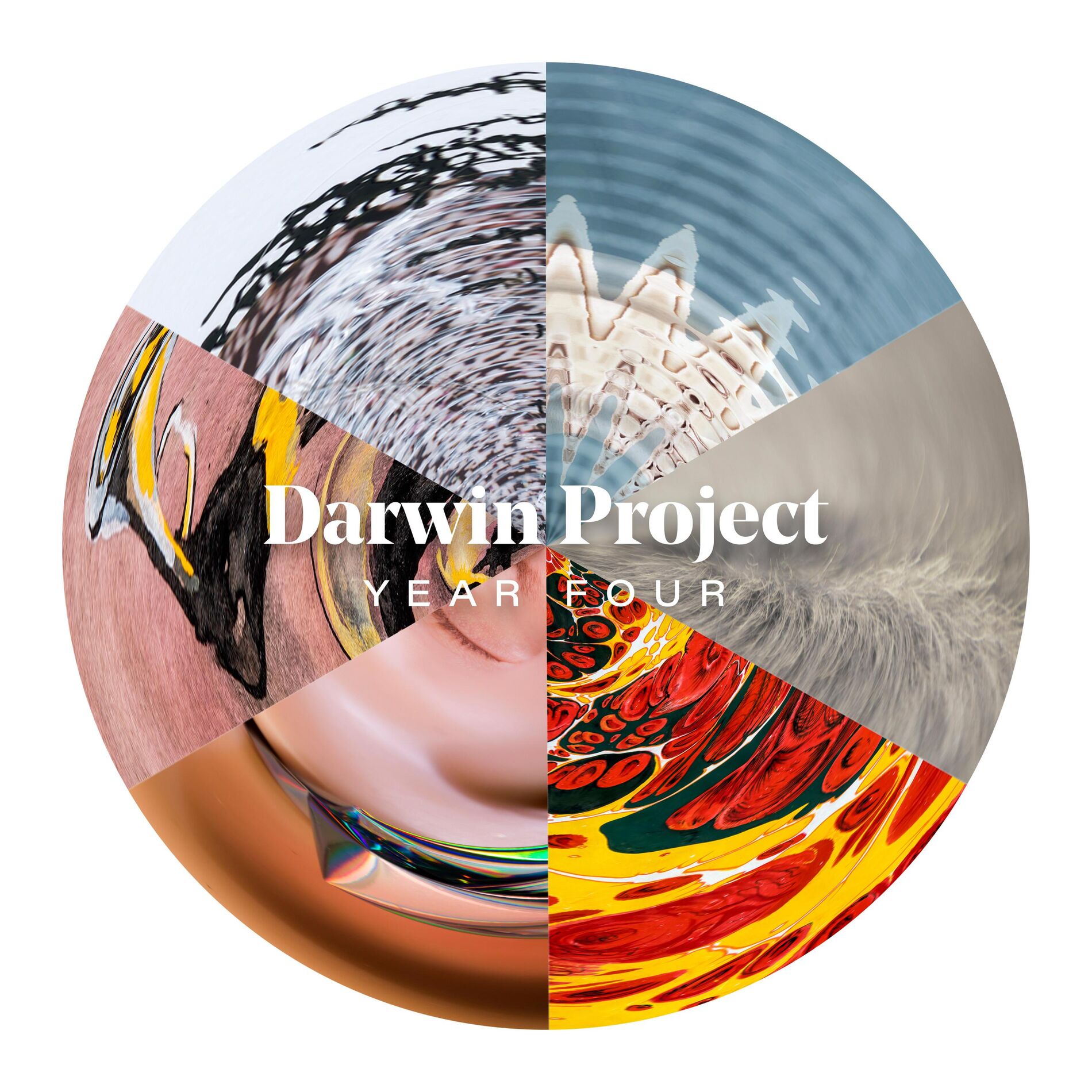 Album cover of Darwin Project Year Four