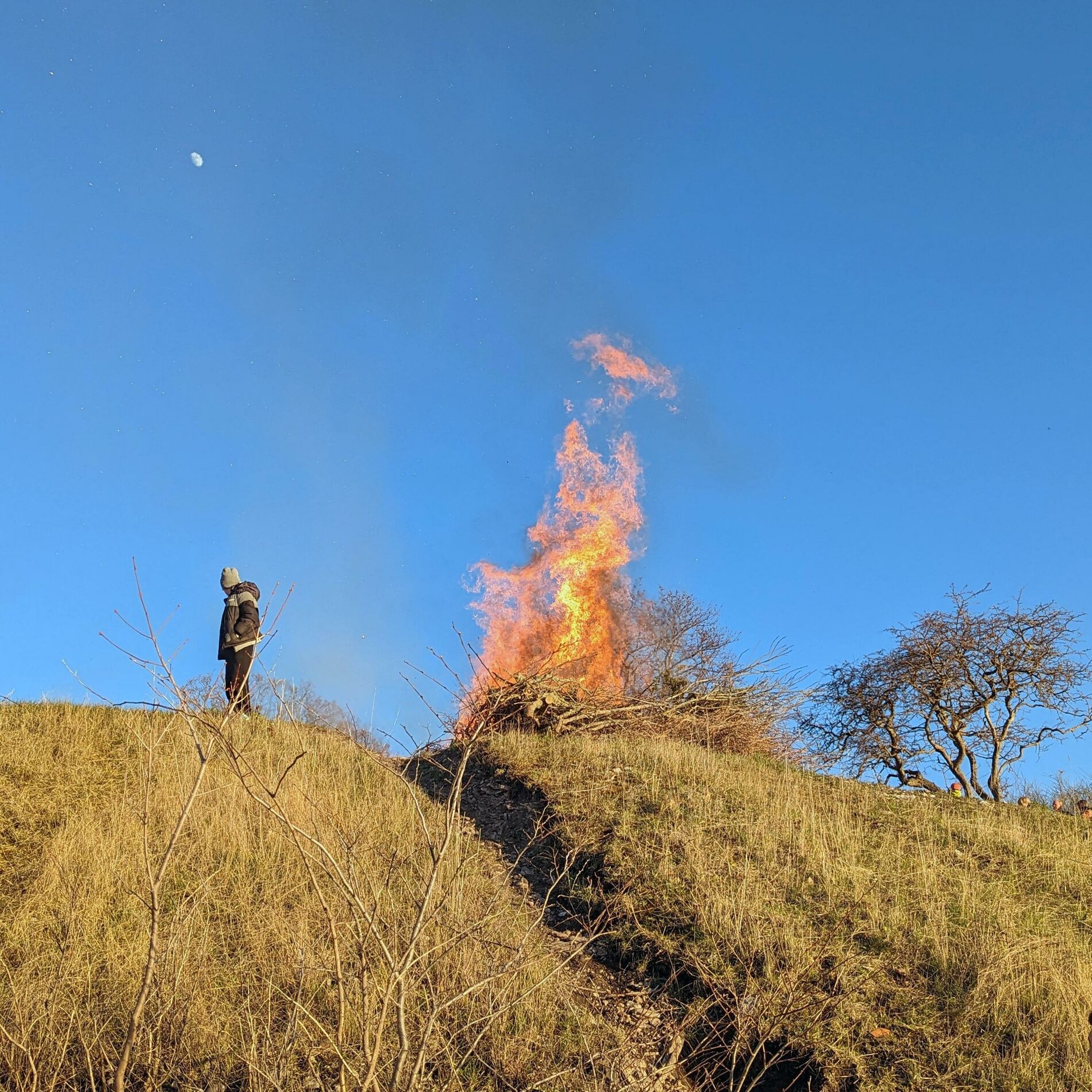 Album cover of Östra Skogen