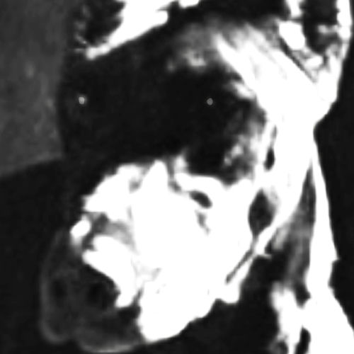dogfood