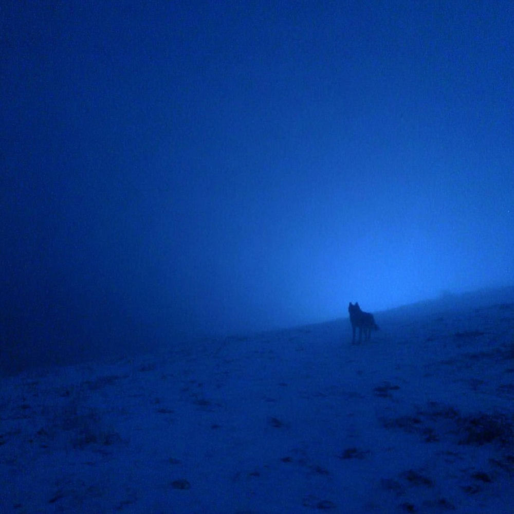 lone wolf