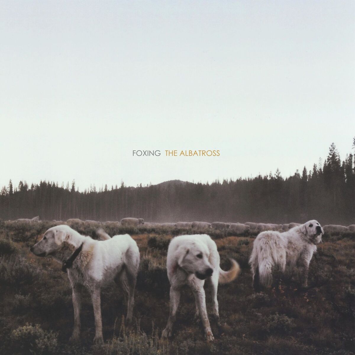 Album cover of Rory