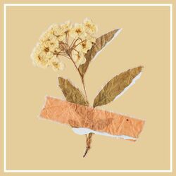 Cover of Low Fidelity (Lofi)