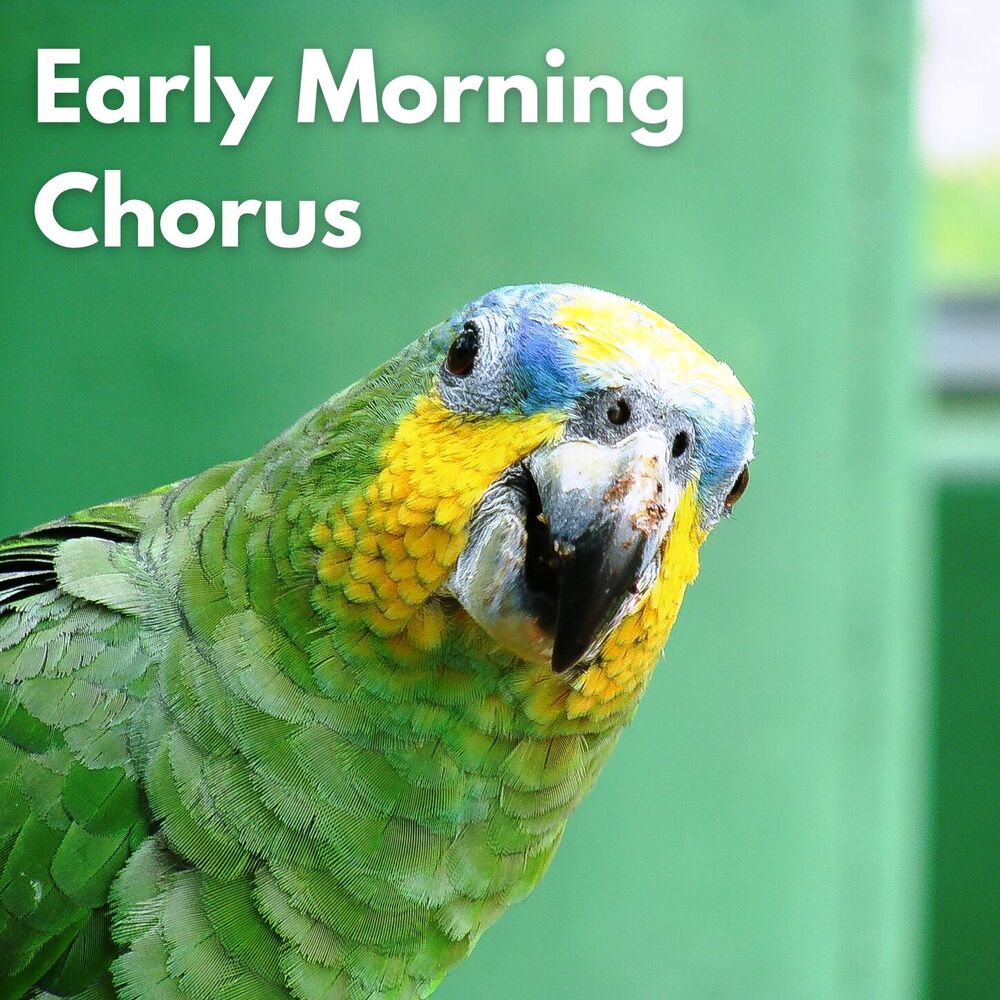 Picture of Early Morning Chorus