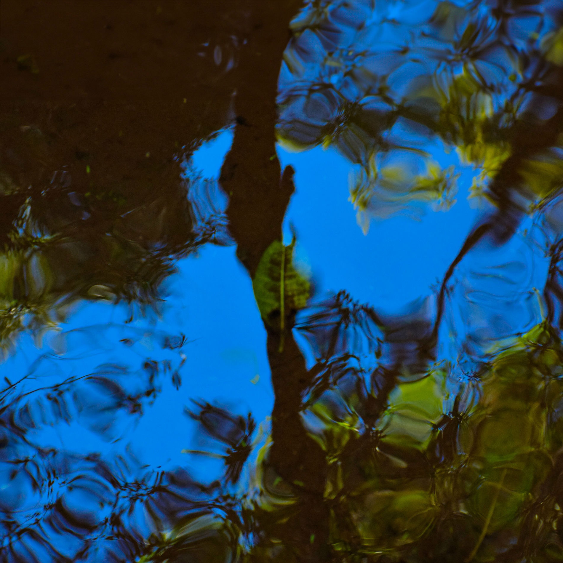 Album cover of Imagen de la selva