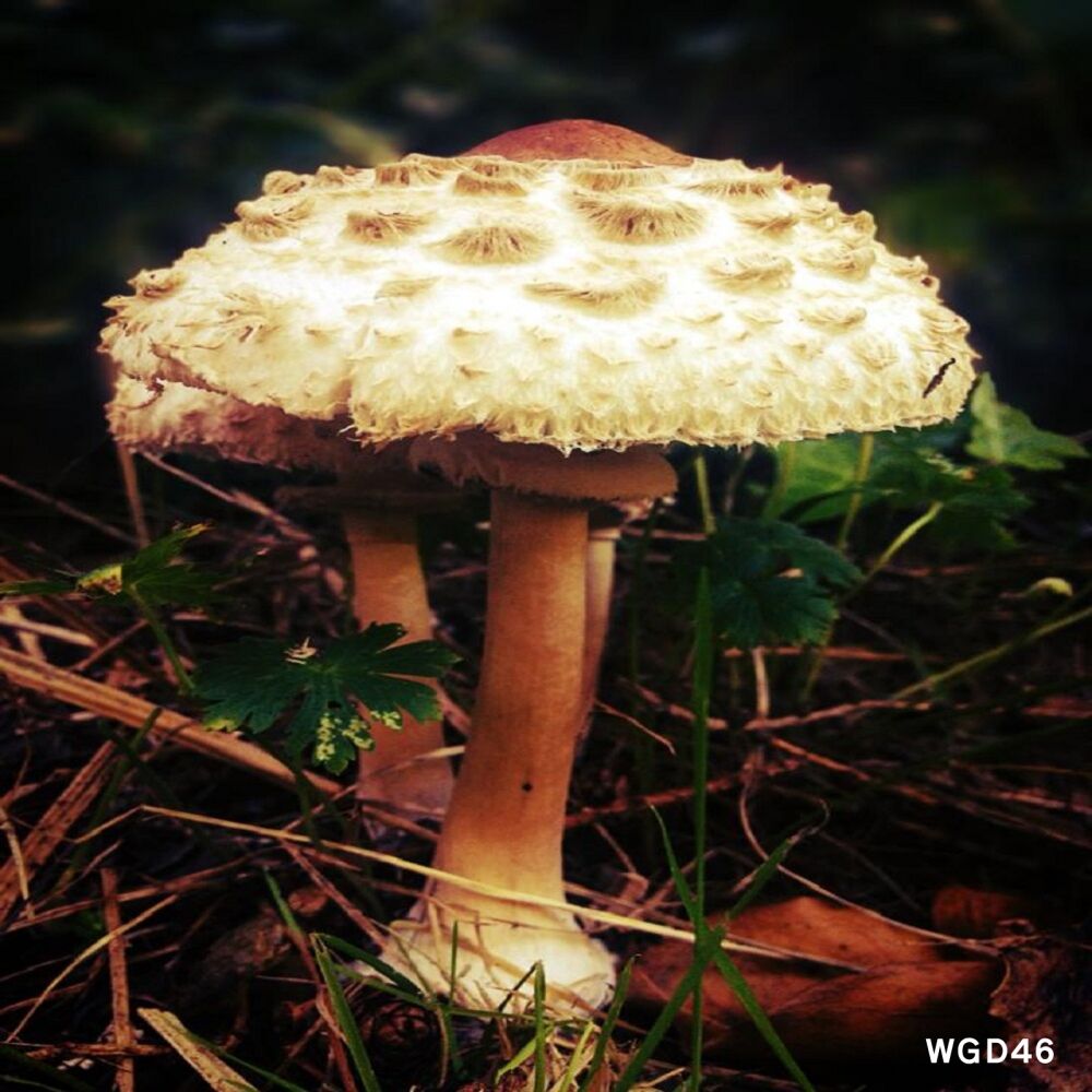 Picture of Mushroom Much? LP