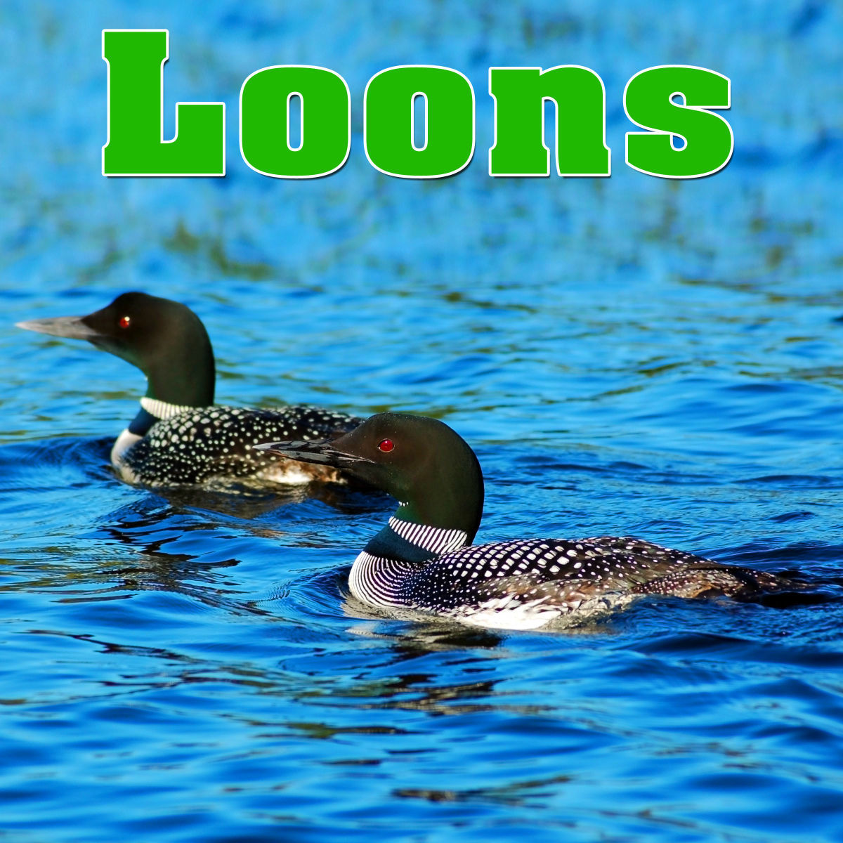 Album cover of Loons - Sounds of Nature