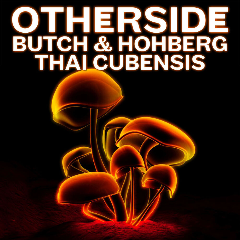 Picture of Thai Cubensis
