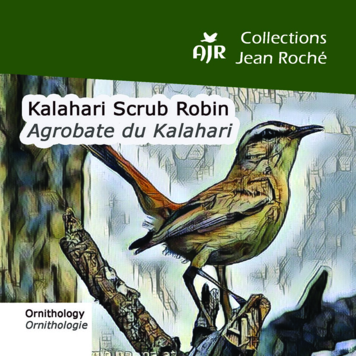 Album cover of Kalahari Scrub Robin-Agrobate du Kalahari-Cercotrichas paena (Ornithology-Ornthologie)
