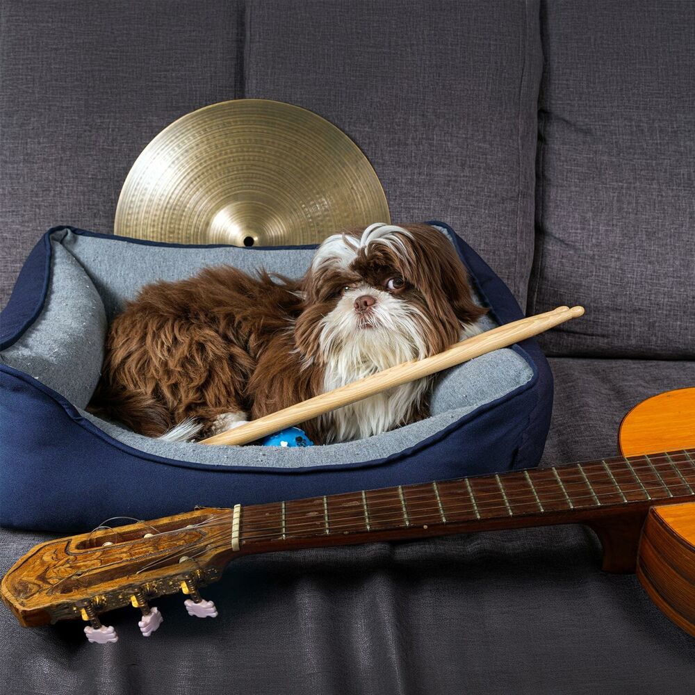 Picture of Solutions for Nervous or Energetic Dogs: Calm Pup Music Therapy