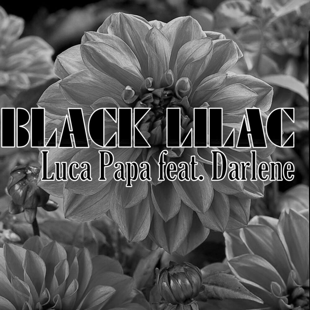 Picture of Black Lilac