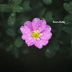 Cover of Replenished by undefined