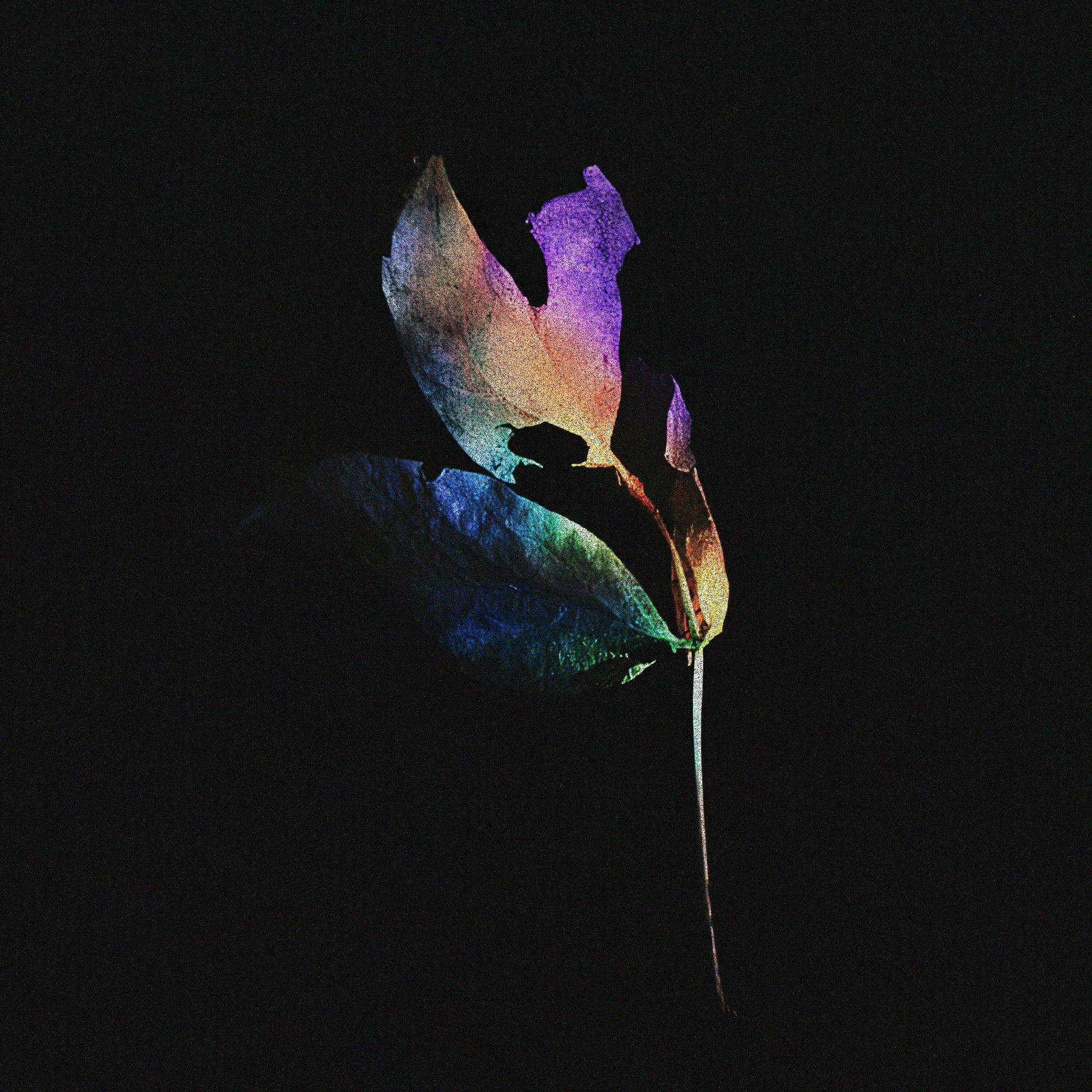 Album cover of Ephemer