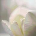 Golden White Flowers (feat. RB Tamayo)