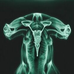Cover of Shark Brain / Dolphin