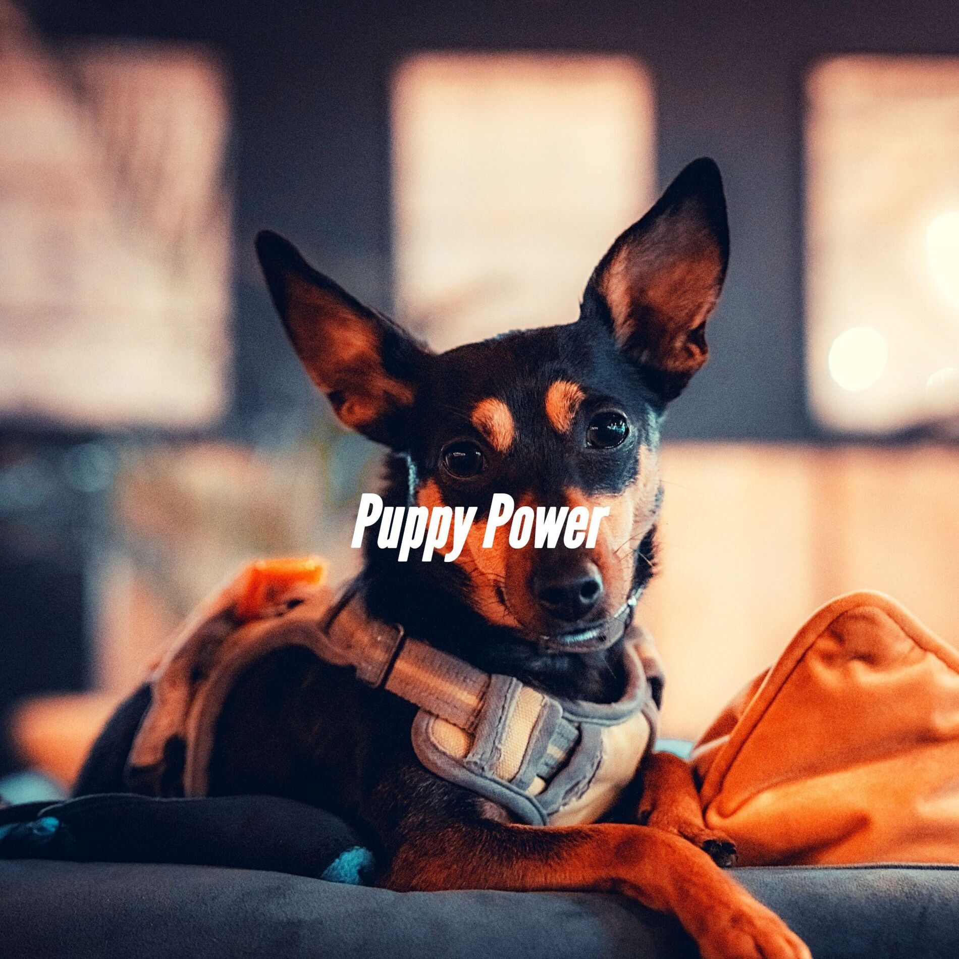Album cover of Puppy Power