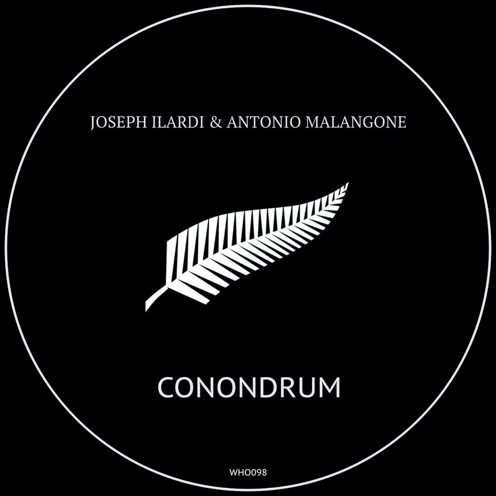 Picture of Conondrum