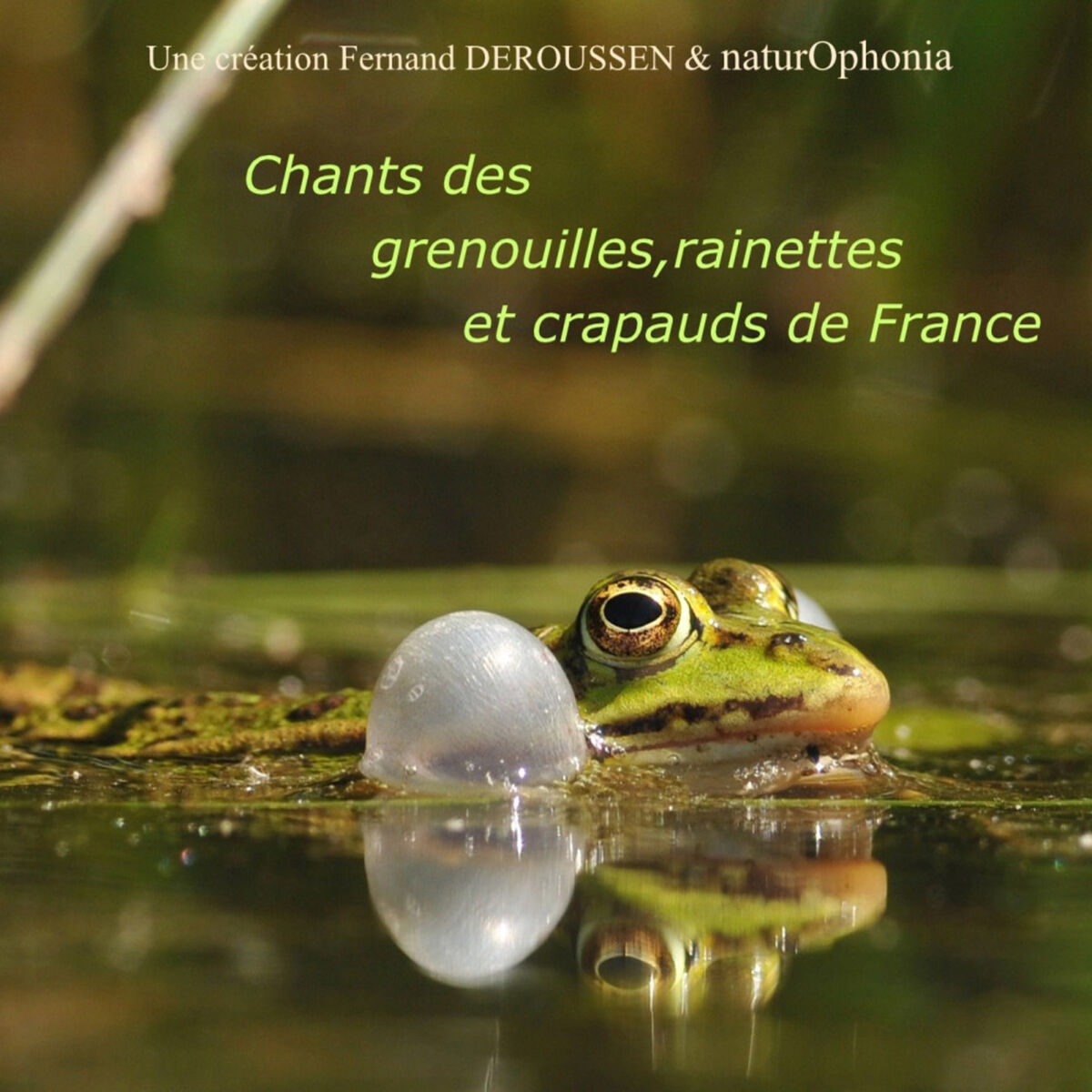 Album cover of Naturophonia: Chants des grenouilles, rainettes et crapauds de France