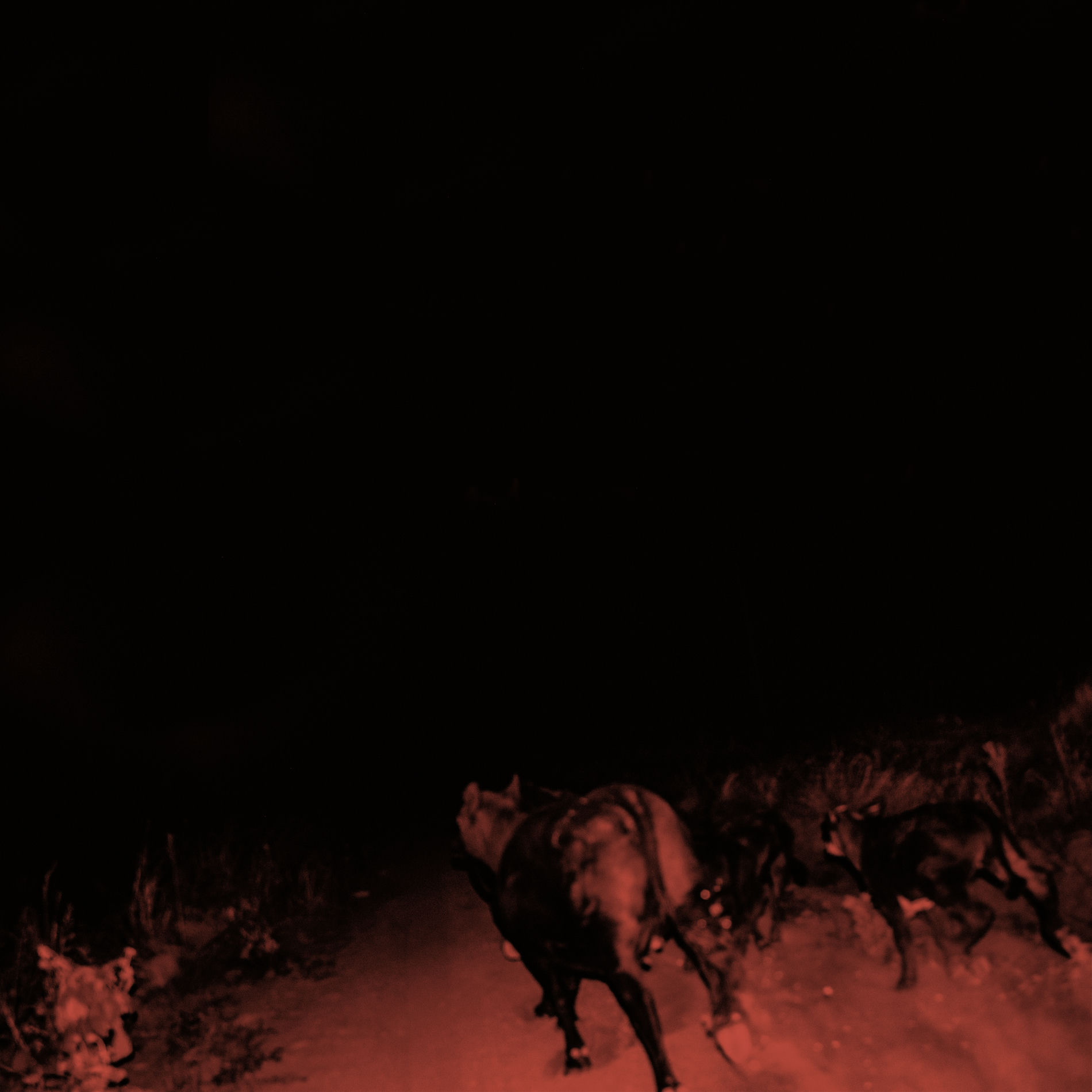 Album cover of Shadow On Everything