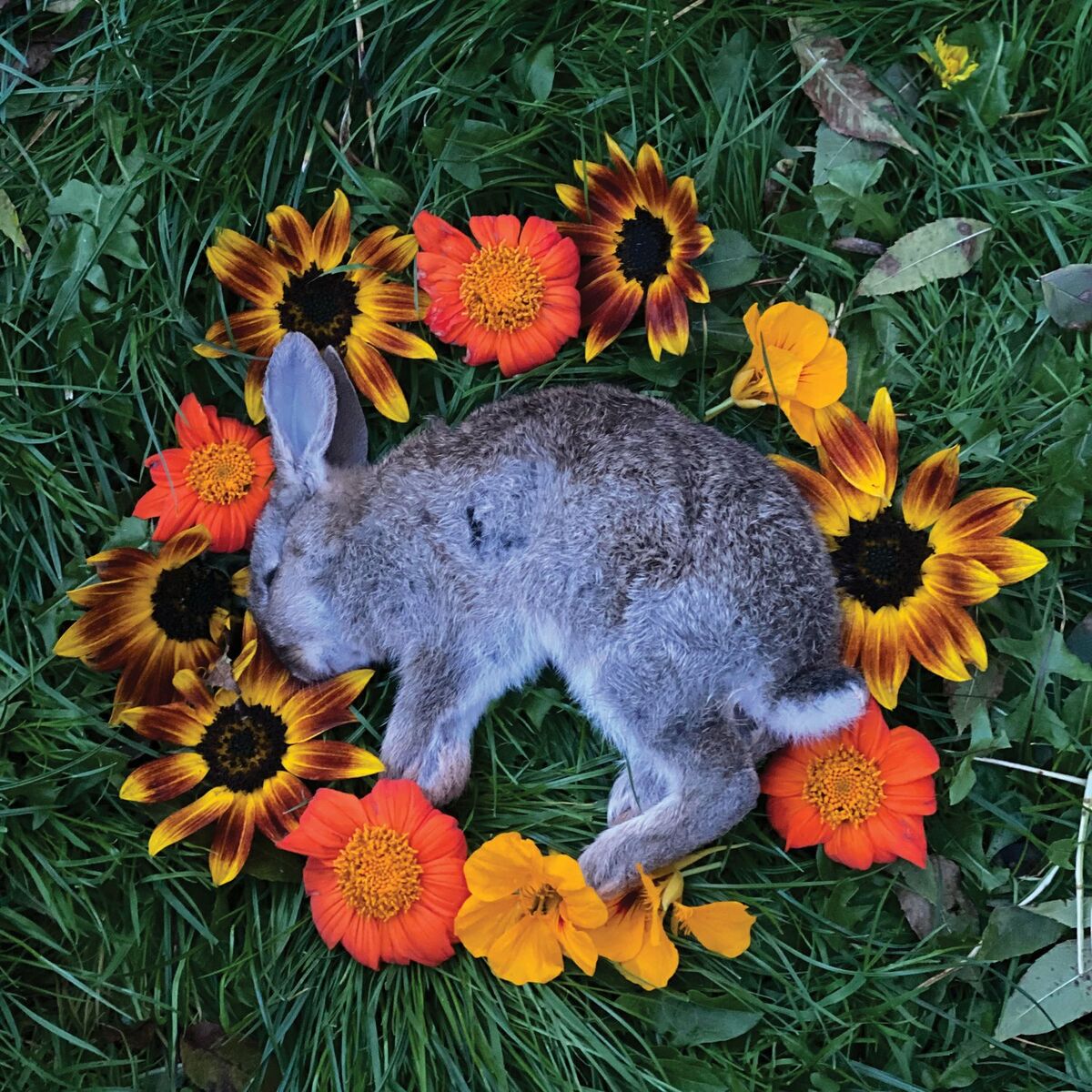 Album cover of The Weary