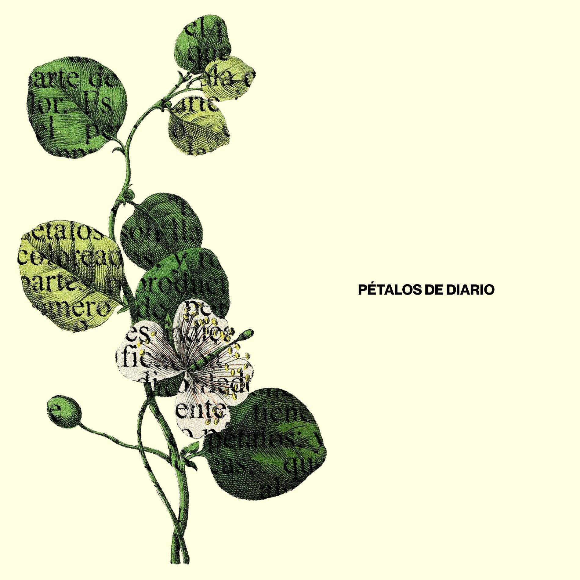 Album cover of Pétalos de diario