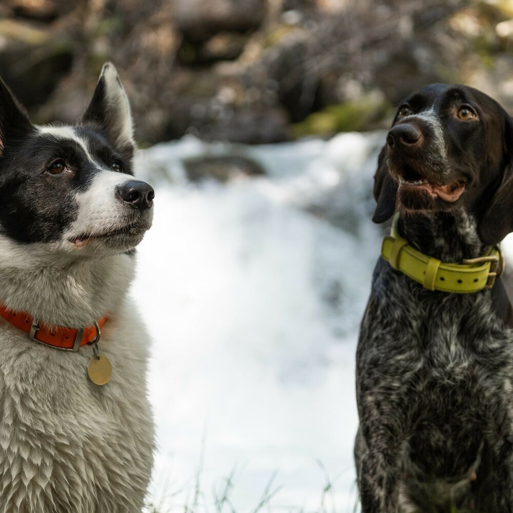 Picture of Puppy Falls: Waterfall Music for Dogs