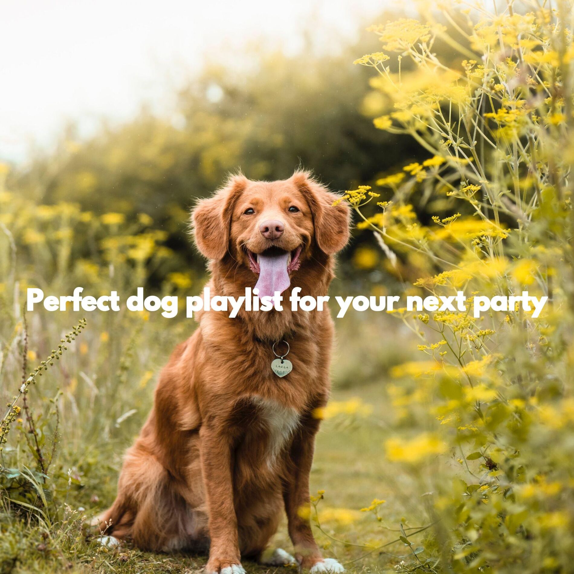 Album cover of Perfect dog playlist for your next party