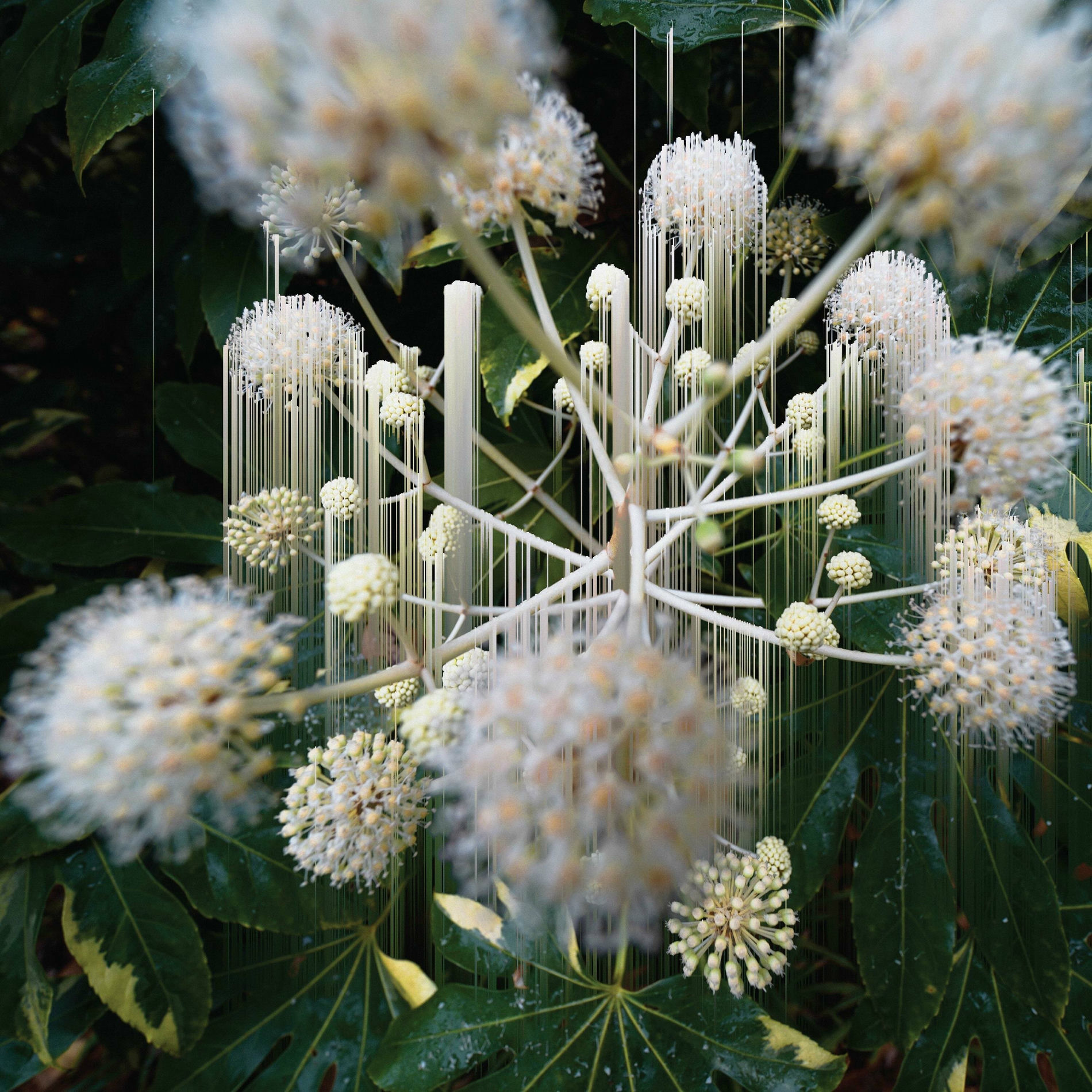 Album cover of II