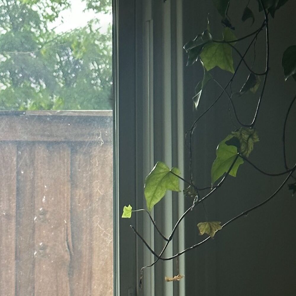 Picture of Garden Songs