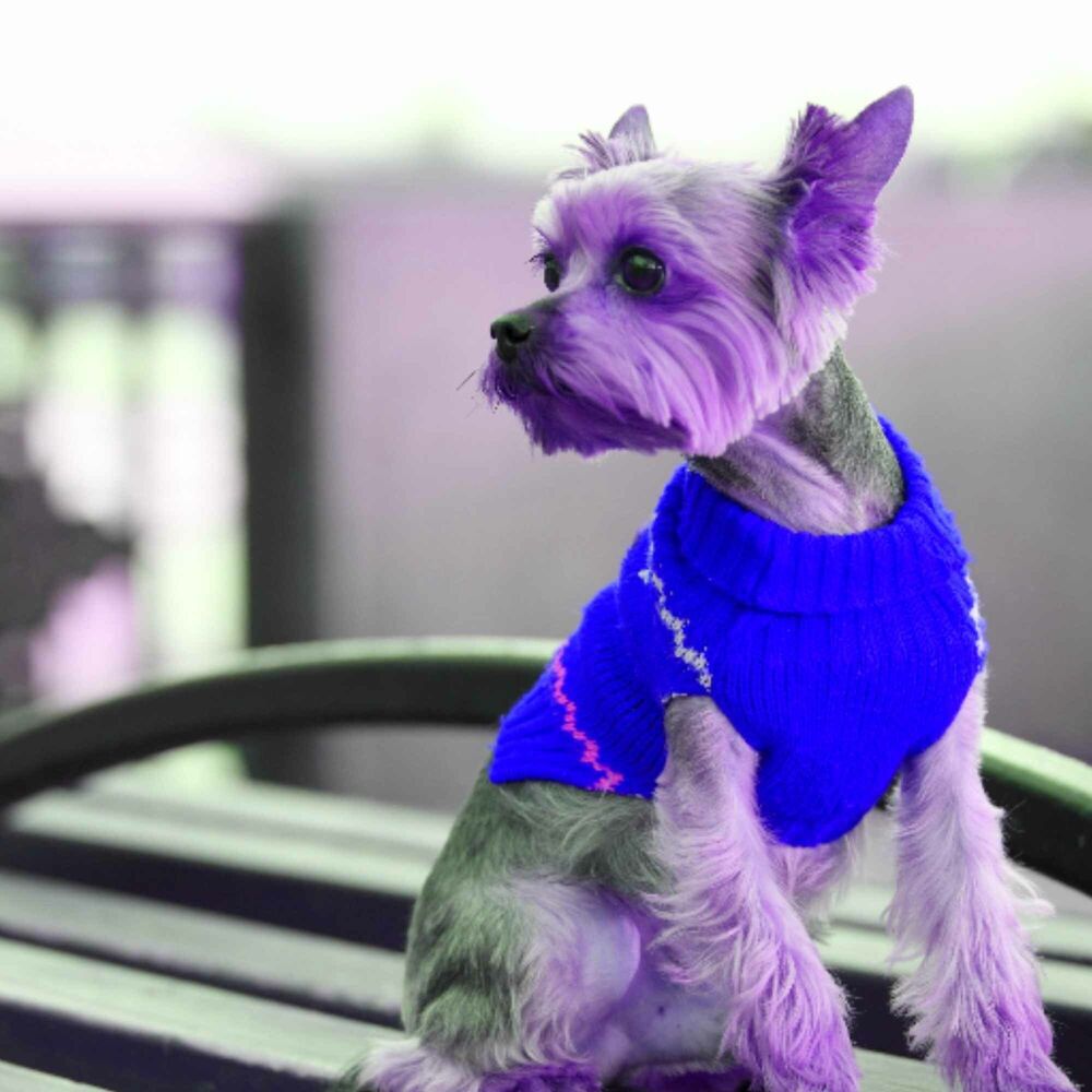 Picture of Lively Background for Unwinding Doggo